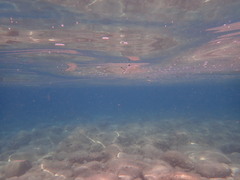 Trachinotus ovatus