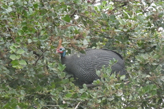 Numida meleagris reichenowi