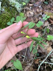 Aureolaria flava