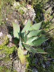 Agave