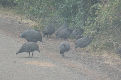 Numida meleagris reichenowi