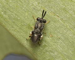 Chalcididae