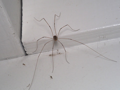 Leuronychus pacificus