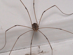 Leuronychus pacificus