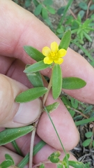 Portulaca umbraticola