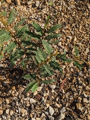 Chamaecrista fasciculata