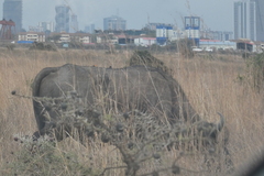 Syncerus caffer caffer