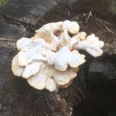 Laetiporus sulphureus