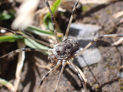 Mitopus glacialis