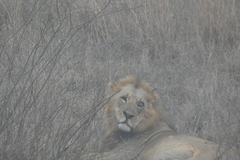 Panthera leo melanochaita