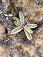 Pinguicula lusitanica