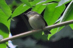 Setophaga caerulescens