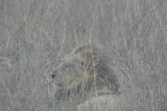 Panthera leo melanochaita