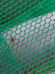 Clubionidae