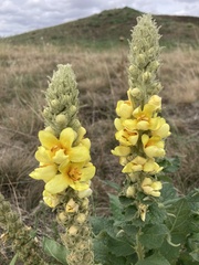 Verbascum ovalifolium