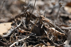 Acrotylus