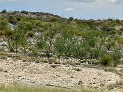 Fouquieria splendens