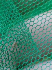 Clubionidae