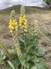 Verbascum ovalifolium
