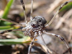 Mitopus glacialis