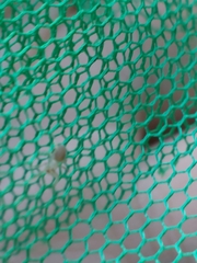 Clubionidae