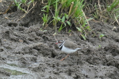 Charadrius tricollaris