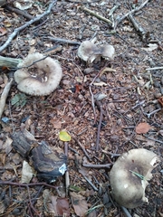 Russula nigricans