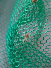 Clubionidae