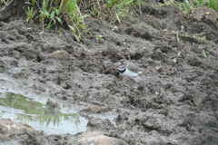 Charadrius tricollaris