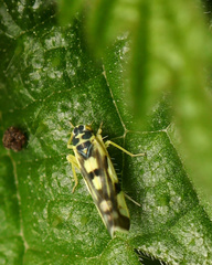 Eupteryx