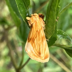 Cirrhophanus triangulifer