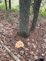 Laetiporus cincinnatus