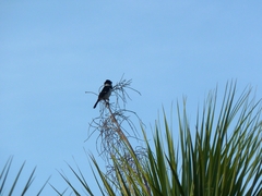 Sporophila morelleti