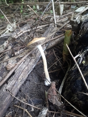 Protostropharia semiglobata