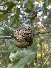 Callirhytis quercuspunctata