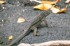 Microlophus albemarlensis