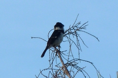 Sporophila morelleti