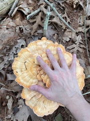 Laetiporus cincinnatus