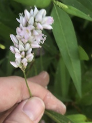 Persicaria bicornis