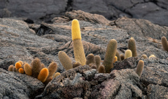 Brachycereus nesioticus