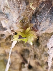 Sphagnum denticulatum