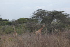Giraffa camelopardalis tippelskirchi