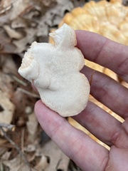 Laetiporus cincinnatus