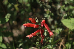 Lamourouxia rhinanthifolia