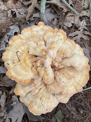 Laetiporus cincinnatus