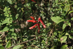 Lamourouxia rhinanthifolia