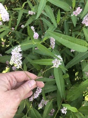 Persicaria bicornis