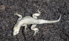 Microlophus albemarlensis