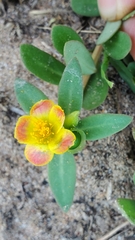Portulaca umbraticola