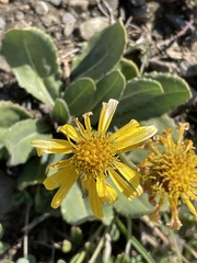 Tephroseris integrifolia